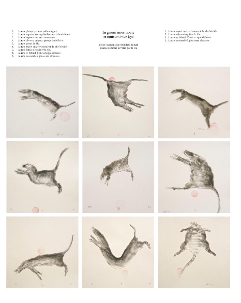 La rate - tirage